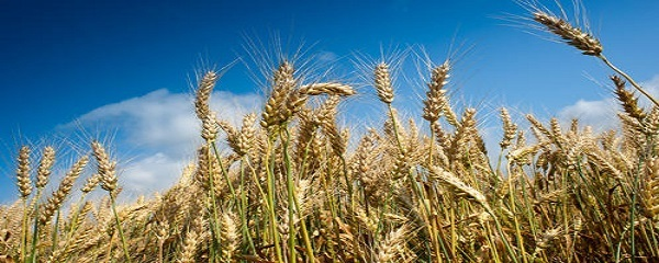小麦生长周期