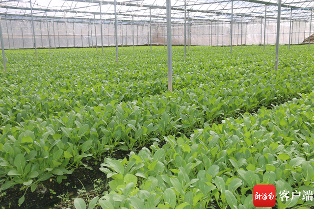 三亚去冬今春出岛瓜果蔬菜约80万吨 黄秋葵产业实现高质量增长