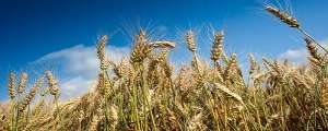种植小麦时间(小麦生长周期)