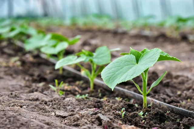 温室大棚蔬菜栽培采用滴灌施肥，不但节水省肥料，还经济效益高