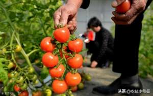 圣女果的种植技术(小番茄（圣女果）如何种植管理，才能增加产量、提高品质？)