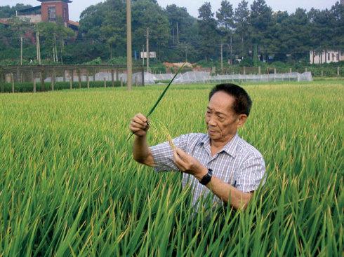 北宋时中国始从越南引进优质稻种，咋搞到的？史料用6字说出真相
