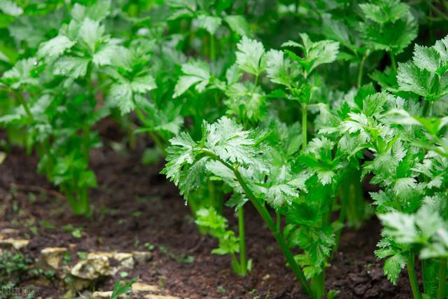 芹菜栽培4个小窍门，简单易学，优质高产栽培有保障