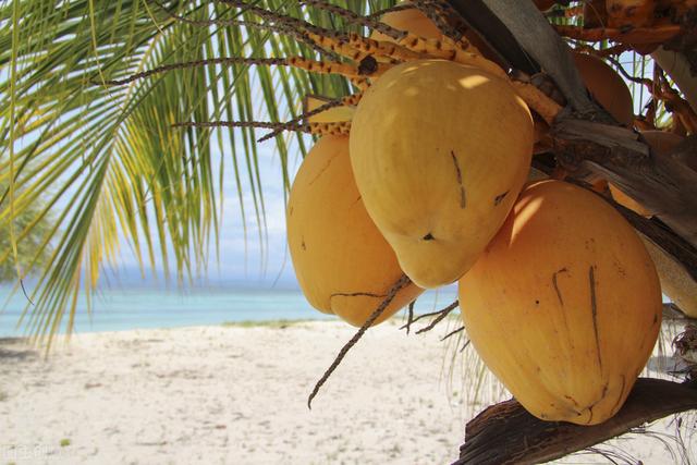 椰子树栽培技术以及病虫害防治，以下几点你绝对会用的到的？