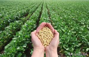 黄豆怎么种植(如何才能种出高产优质的大豆？种植大豆要抓好哪几项管理重点？)