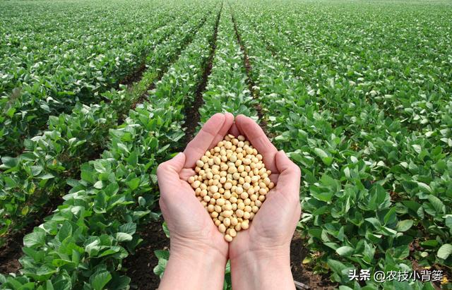 如何才能种出高产优质的大豆？种植大豆要抓好哪几项管理重点？