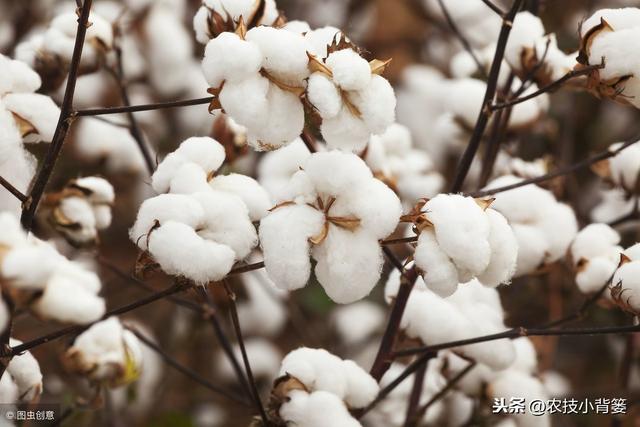 棉花高产有技巧，用好这些播种管理方法，出苗齐、棉桃多、易增产