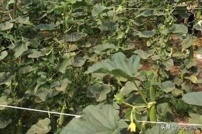 羊角脆甜瓜怎么种？做好播种、定植和田间管理，每亩效益2万以上