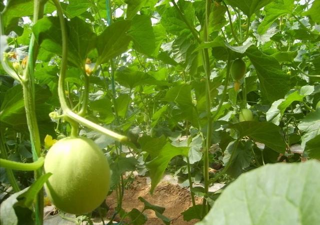 大棚甜瓜怎样种植？