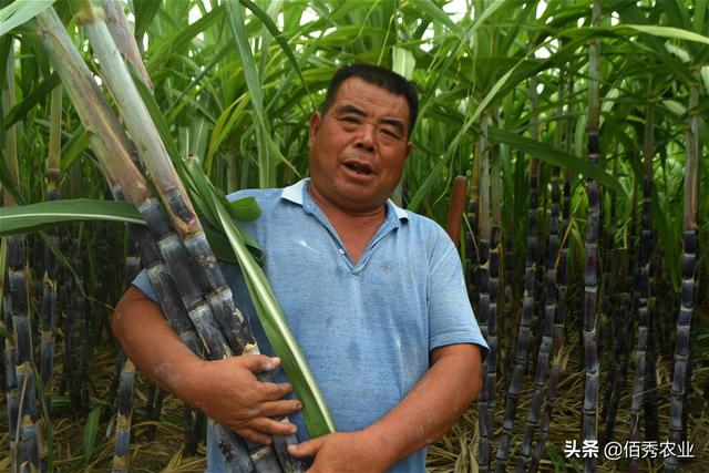 安徽农民种植甘蔗，销售方式很传统，每亩稳定获利12000元