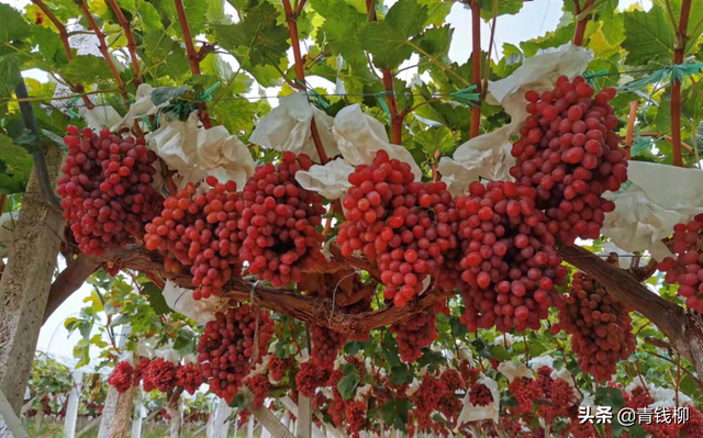 宾川鲜食葡萄优质高效栽培