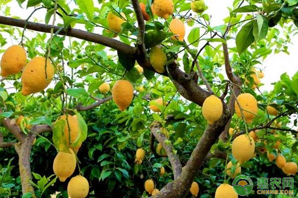 增加柠檬产量的种植技巧和注意事项