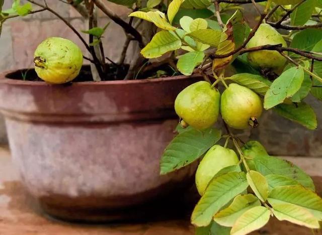 让番石榴养花盆也能开花结果的几个技巧，养成阳台上的果树盆栽