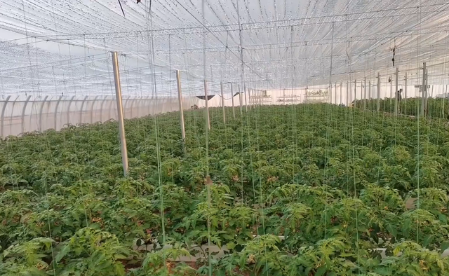 看起来复杂的水培番茄，原来优势那么多，比土壤种植产量高