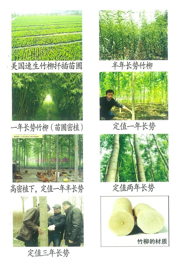 竹柳种植与产业发展计划