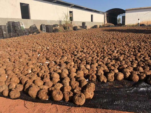 魔芋种植，一亩收获5000斤，零售8元一斤，亩赚40000元，利润可观
