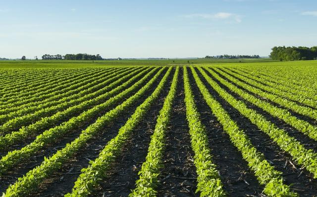 大豆种植时间、高产种植技术介绍