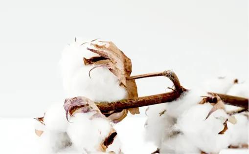 农农科普｜河南农大专家告诉你：咱的棉花，咱有数！