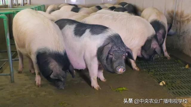 【农广天地】猪粪变宝 种养来财