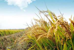 种植水稻每亩成本(今年种植水稻的朋友，每亩投入成本多少，你算过吗？)