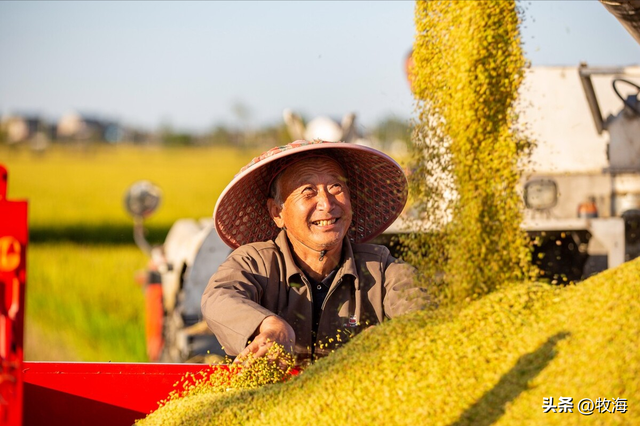 美国“购买”杂交水稻技术，亩产量超1000斤，为何比中国还高？