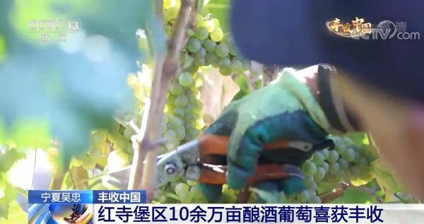 宁夏吴忠：红寺堡区10余万亩酿酒葡萄喜获丰收