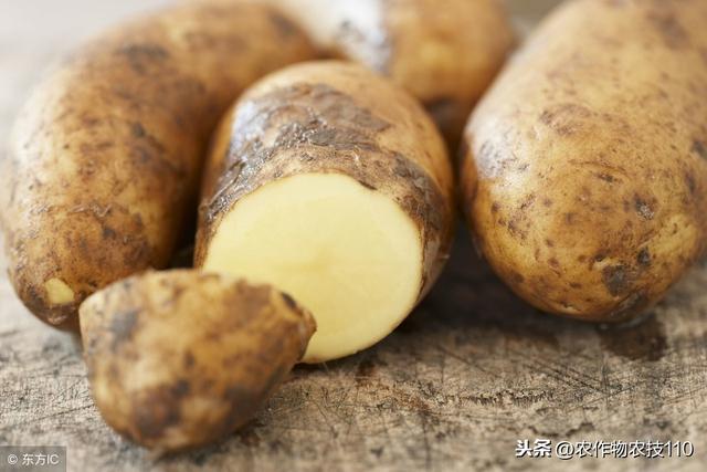 马铃薯 早春怎么种植效益更好？（值得收藏）