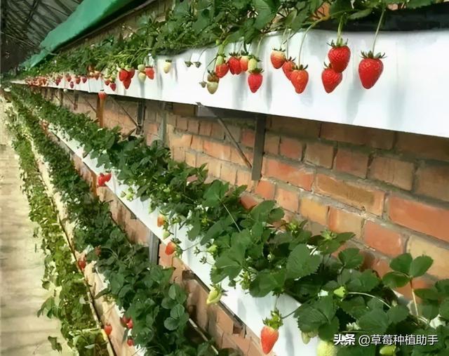 大田生产上用泡沫箱种草莓可行吗？