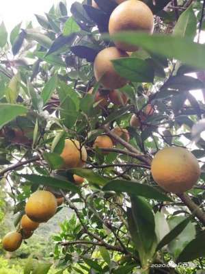 广西水果种植新品种(广西引进2个品种，消费者六七月也能尝到不同风味的柑橘啦)