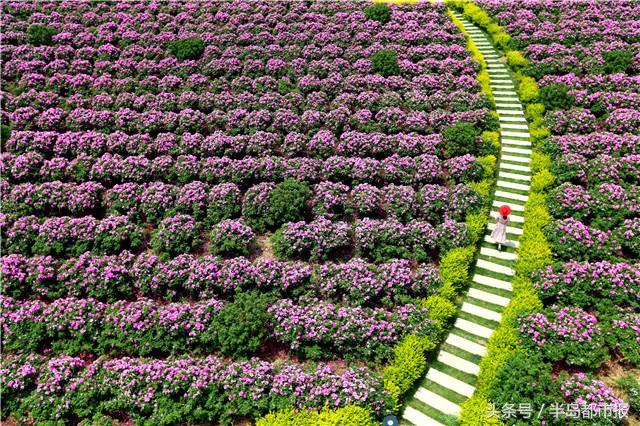 即墨灵山玫瑰节5月1日开幕，3000多亩“爱情花”等你来赏