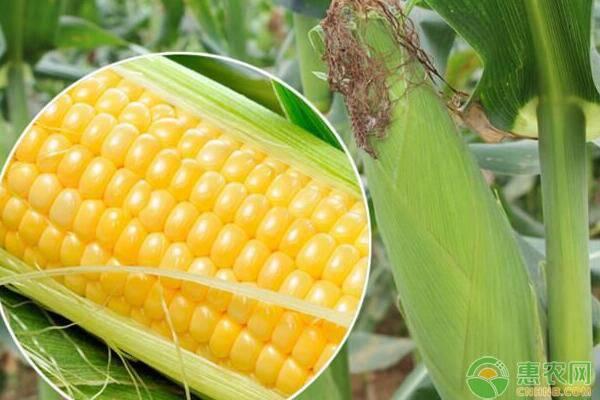 夏玉米什么时候种植好？种植过程中要注意哪些环节？
