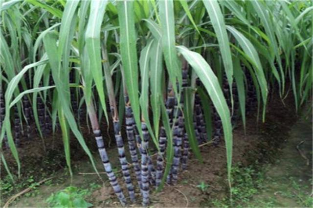 种植甘蔗，甘蔗怎么种能高产，黑皮甘蔗高产高效益栽培技巧