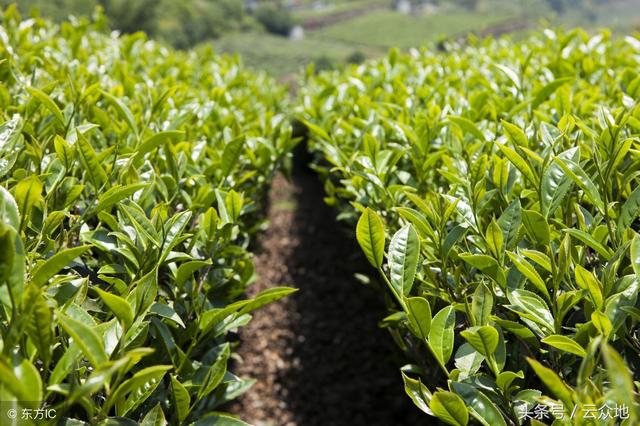 如何种植茶树？怎样确定茶树的种植规格，怎样施好茶树底肥？