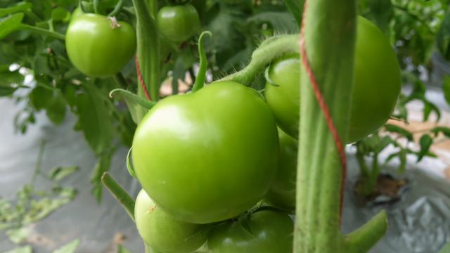 种番茄，掌握1个技巧，番茄早转色，早成熟，农户要知道