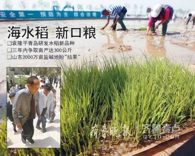 海水稻难吃仍大量种植，计划10年增加到1亿亩？到底是不是浪费？