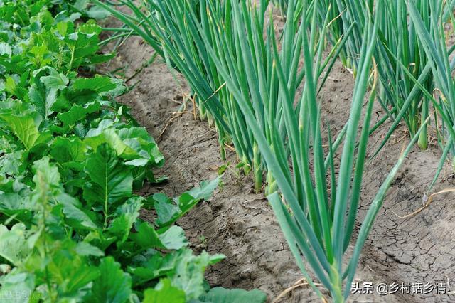 栽培小葱和韭菜，记得用好这几个方法，茎秆粗壮叶子黑绿油亮