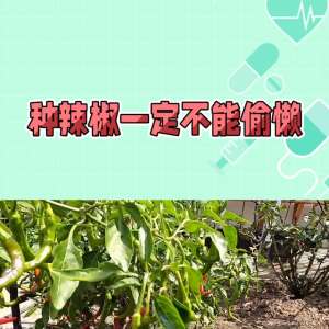 指天椒种植技术视频(种辣椒一定不能偷懒#三农)