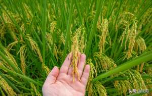 美国水稻种植(美国“购买”杂交水稻技术，亩产量超1000斤，为何比中国还高？)