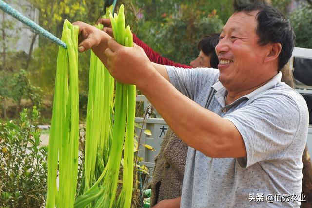 安徽农民种植30天就能收获的“速生”蔬菜，在大城市很受欢迎