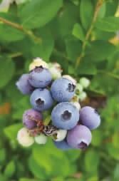 5000亩长沙本地蓝莓熟了 等你采撷