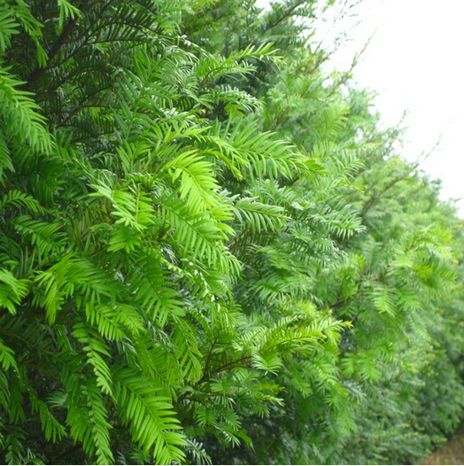 用途众多的红豆杉，怎么才能养好，培育方法有哪些？