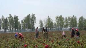 江西玫瑰花种植(200多亩鹰潭这个地方玫瑰花开惹人醉)