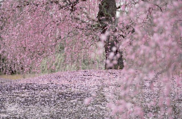植树节，15首种树诗词：种下树，种下春天和芬芳，种下希望和甘甜