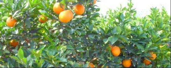 橙子怎么种植小盆栽