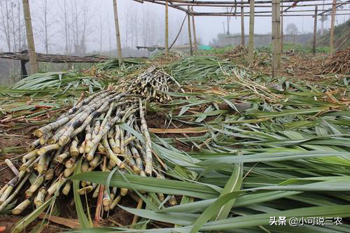 关于甘蔗栽培的条件，至少满足这些方面，产量才可以保证