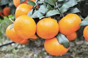 沃柑橘种植技术(沃柑种植技术，沃柑种植应该注意什么)