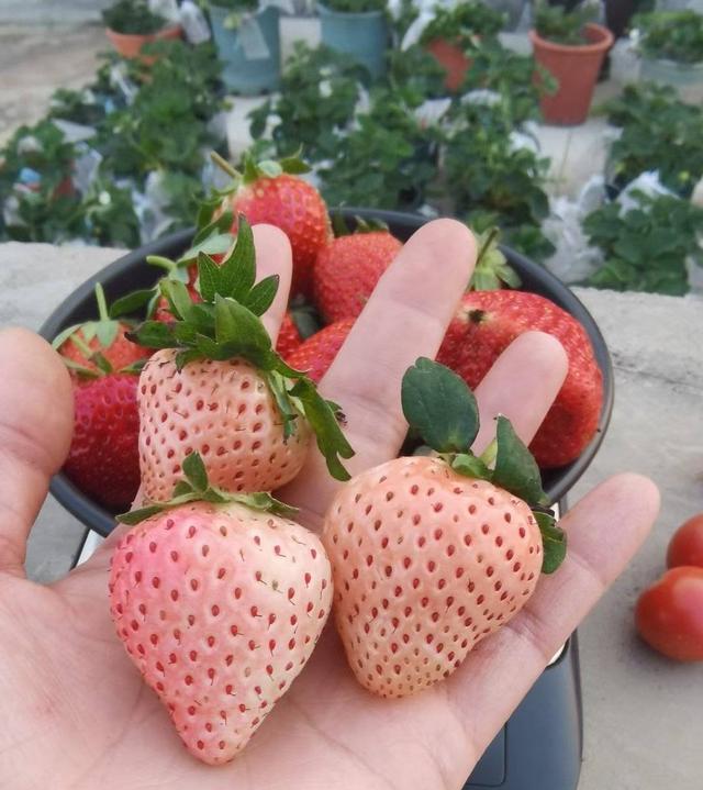 秋冬养盆栽草莓，记住3点，冬季春季都有果子吃、幸福感满满
