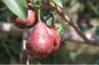 种地不如种这些水果，一棵果树年赚2000元，能连续赚钱40年！