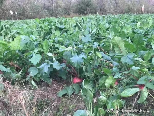 信阳罗山：红萝卜规模化种植500多亩，打响“豫南红”品牌