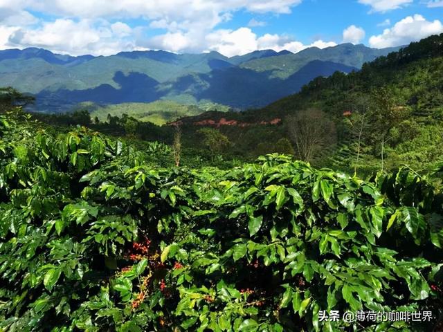 中国的好咖啡，种在这些地方